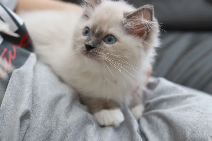 Ragdoll Cattery 2