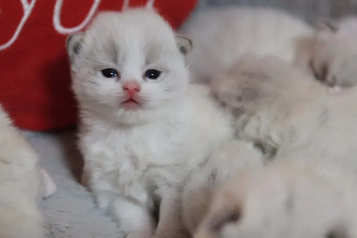 Ragdoll Cattery 7