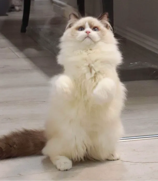 Ragdoll Cattery 6