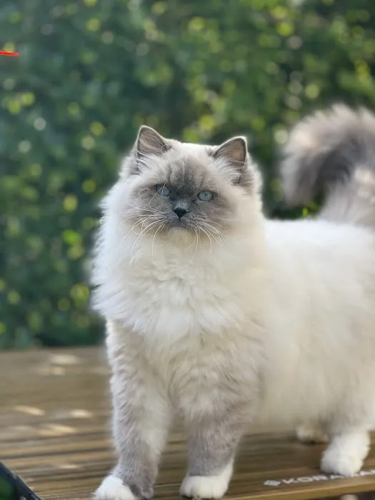Ragdoll Cattery 4