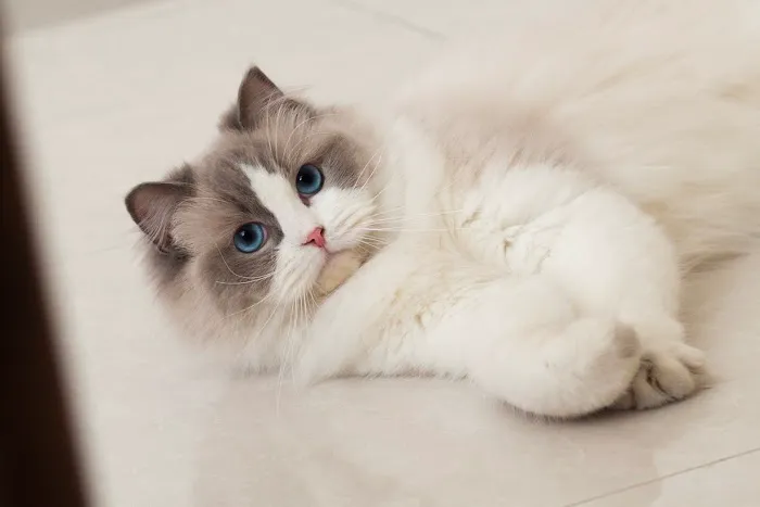 Ragdoll Cattery 5