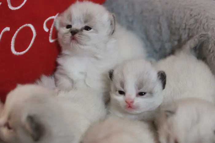 Ragdoll Cattery 9
