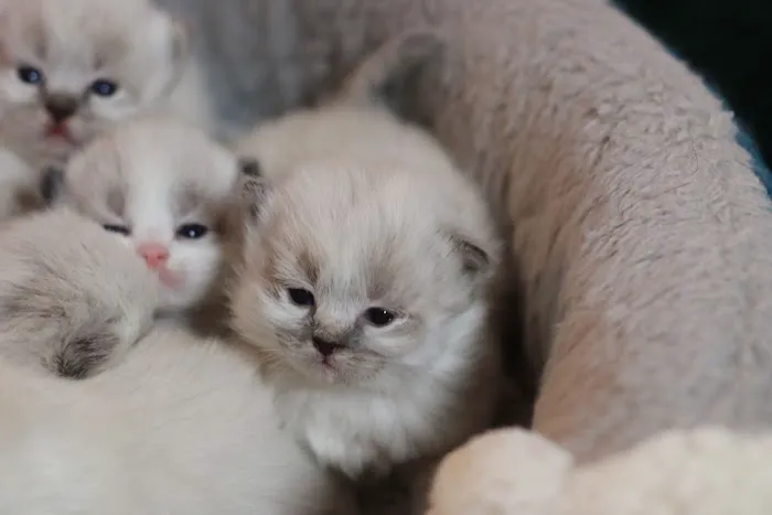 Ragdoll Cattery 8