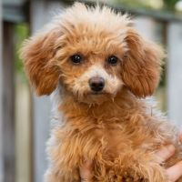 Nokesville Veterinary Clinic ico