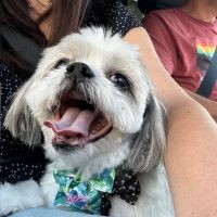 Stonewall Veterinary Clinic ico
