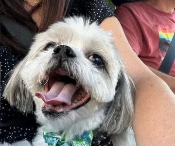Stonewall Veterinary Clinic