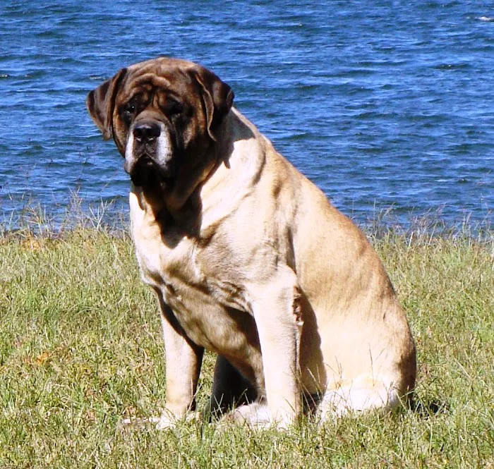 Companion Animal Clinic Of Gainesville PC 6