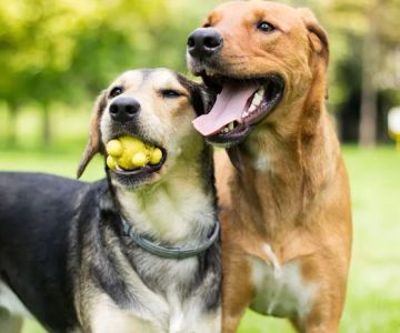 Dominion Valley Animal Hospital