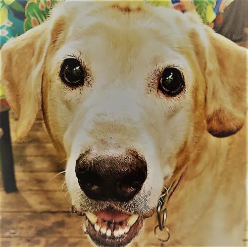Independent Hill Veterinary Clinic 8