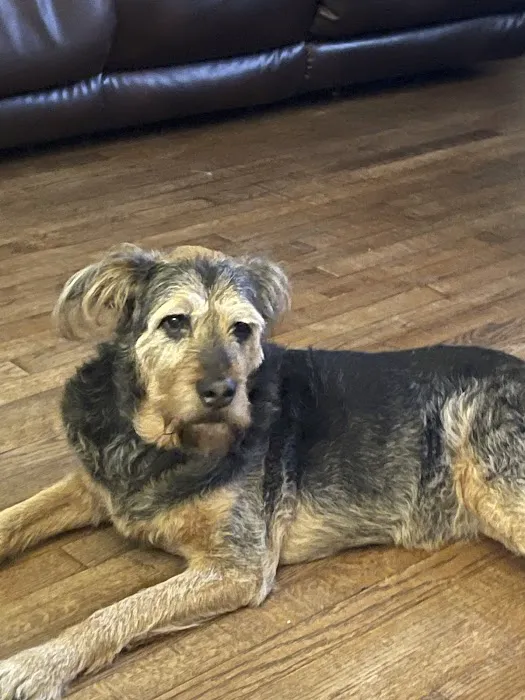 Independent Hill Veterinary Clinic 9