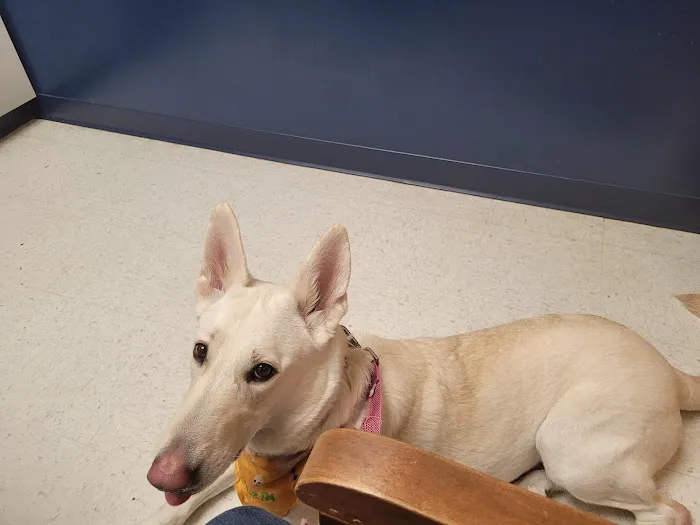 Independent Hill Veterinary Clinic 7