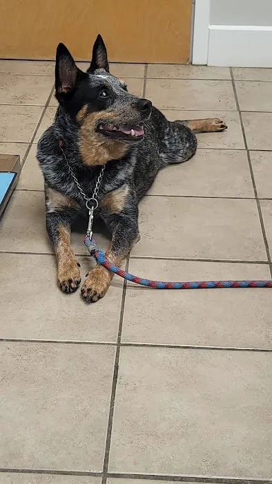 Mountainside Veterinary Hospital 6