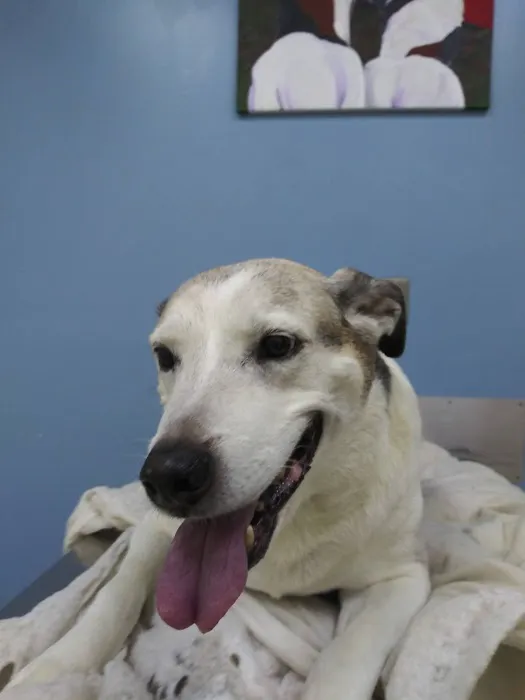 Central Carroll Animal Emergency 1