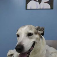 Central Carroll Animal Emergency ico