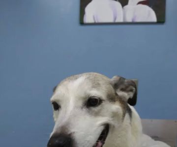 Central Carroll Animal Emergency
