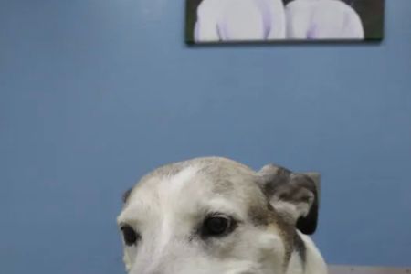 Central Carroll Animal Emergency