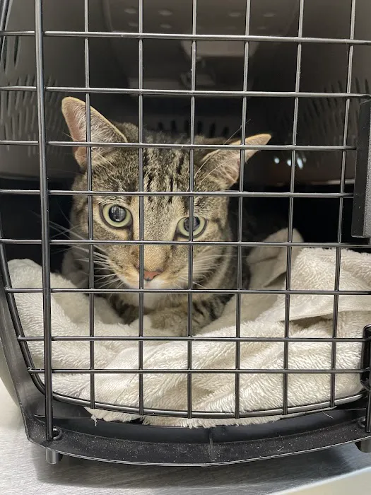 Central Carroll Animal Emergency 3