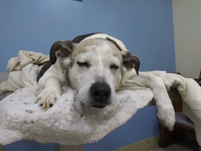 Central Carroll Animal Emergency 4