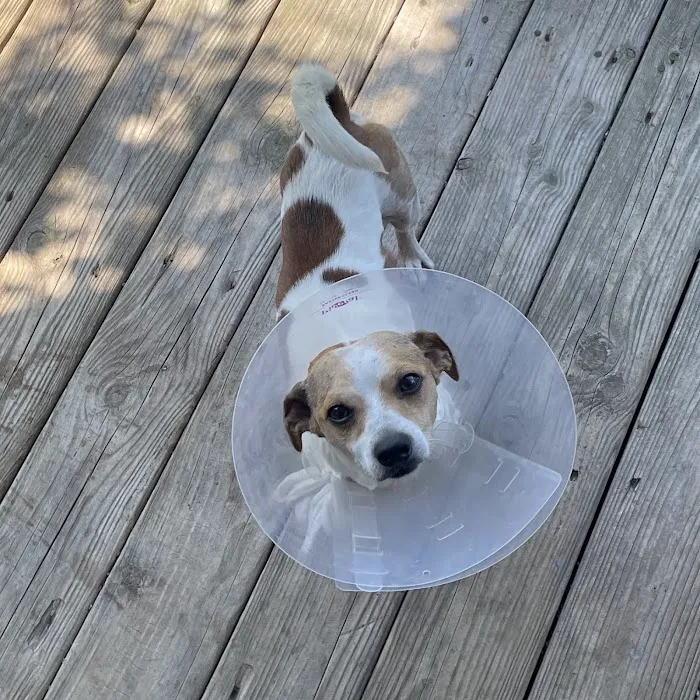 Central Carroll Animal Emergency 7