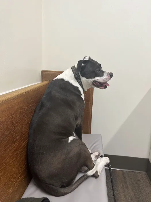 Central Carroll Animal Emergency 8