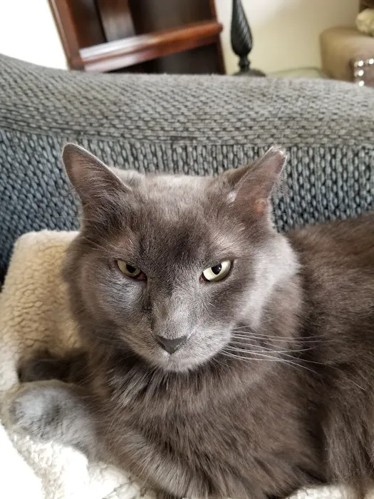 Central Carroll Animal Emergency 10