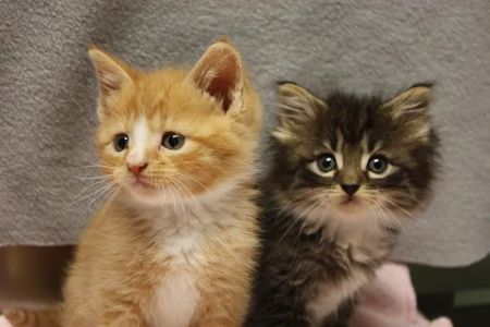 Carroll County Veterinary Clinic