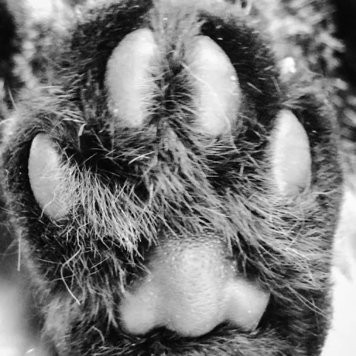 Carroll County Veterinary Clinic 7