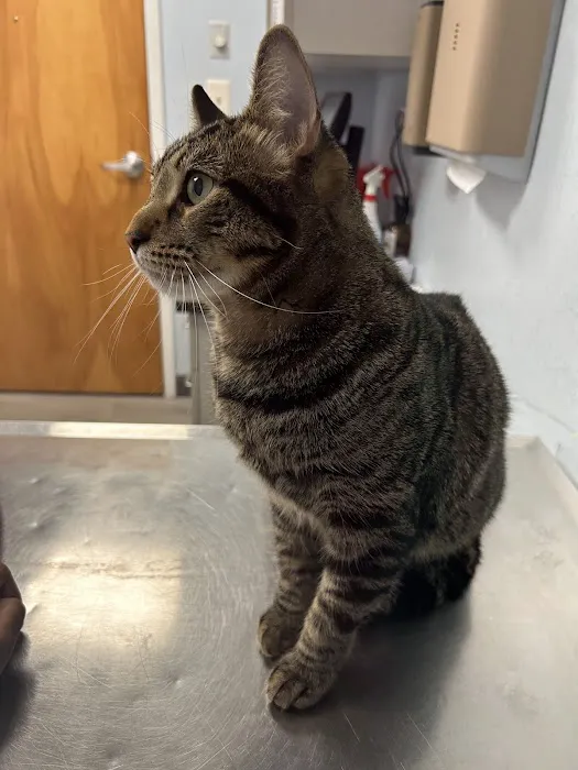 Fullerton Animal Hospital 12