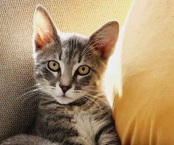 Charm City Veterinary Hospital