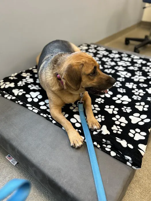 Nexus Veterinary Specialists 12