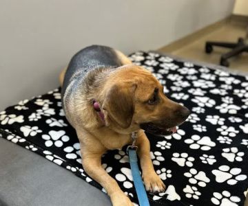 Nexus Veterinary Specialists