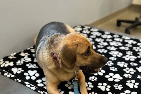 Nexus Veterinary Specialists