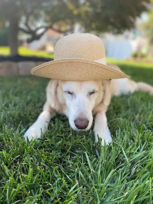Nexus Veterinary Specialists 12