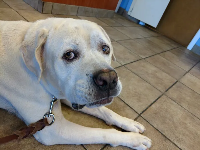 Academy Animal Hospital 3