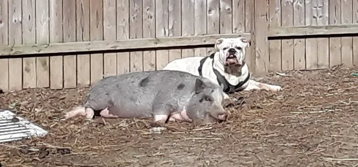 Academy Animal Hospital 5