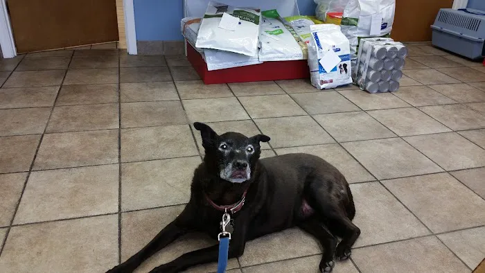 Academy Animal Hospital 4