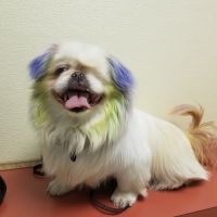 Rosedale Animal Hospital ico
