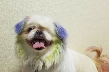 Rosedale Animal Hospital