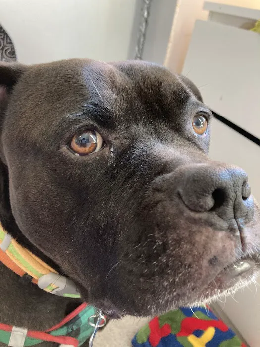 Rosedale Animal Hospital 2