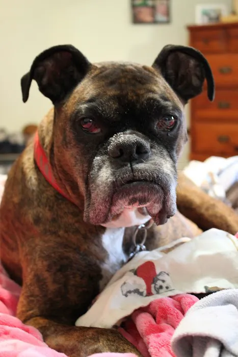 Rosedale Animal Hospital 5