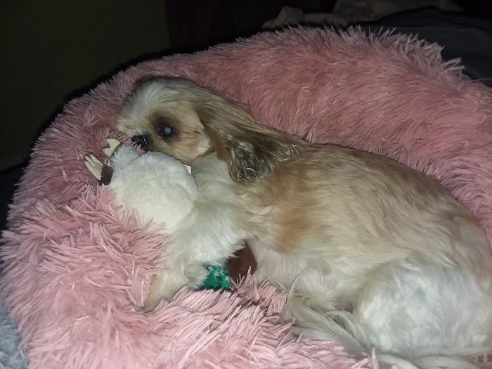 Rosedale Animal Hospital 8