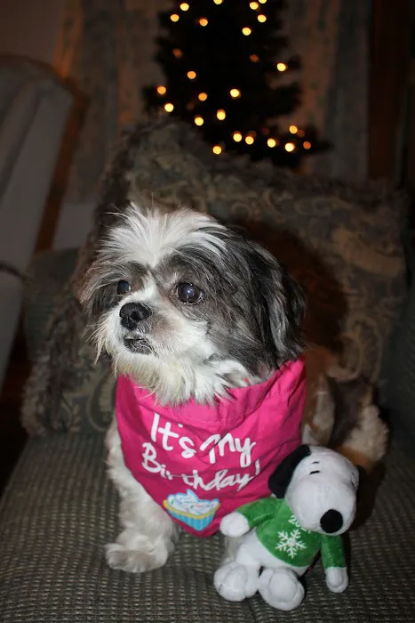 Rosedale Animal Hospital 7