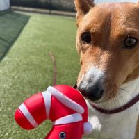 Eastern Animal Hospital ico