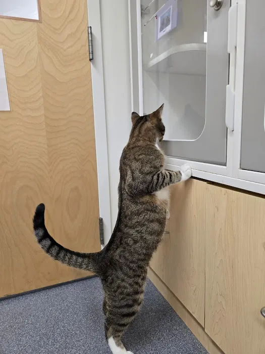 Eastern Animal Hospital 6