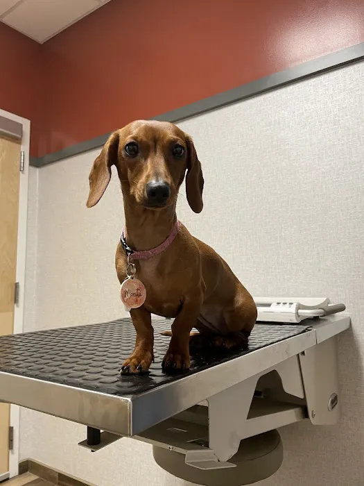 Eastern Animal Hospital 7