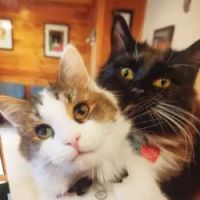 P.A.W. Veterinary Clinic ico