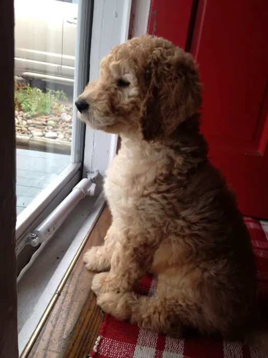 Annapolis Animal Hospital 5