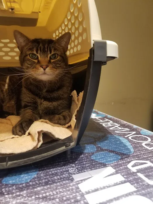 Annapolis Animal Hospital 3