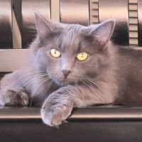 Annapolis Animal Hospital ico