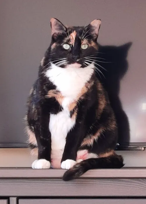 Annapolis Animal Hospital 9